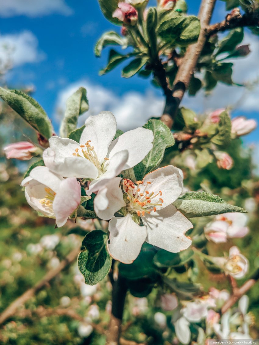 Из зимы в лето с котёнком Mui-Chan 🐾 | Бэйбики Из зимы в лето с котёнком Mui-Chan 🐾