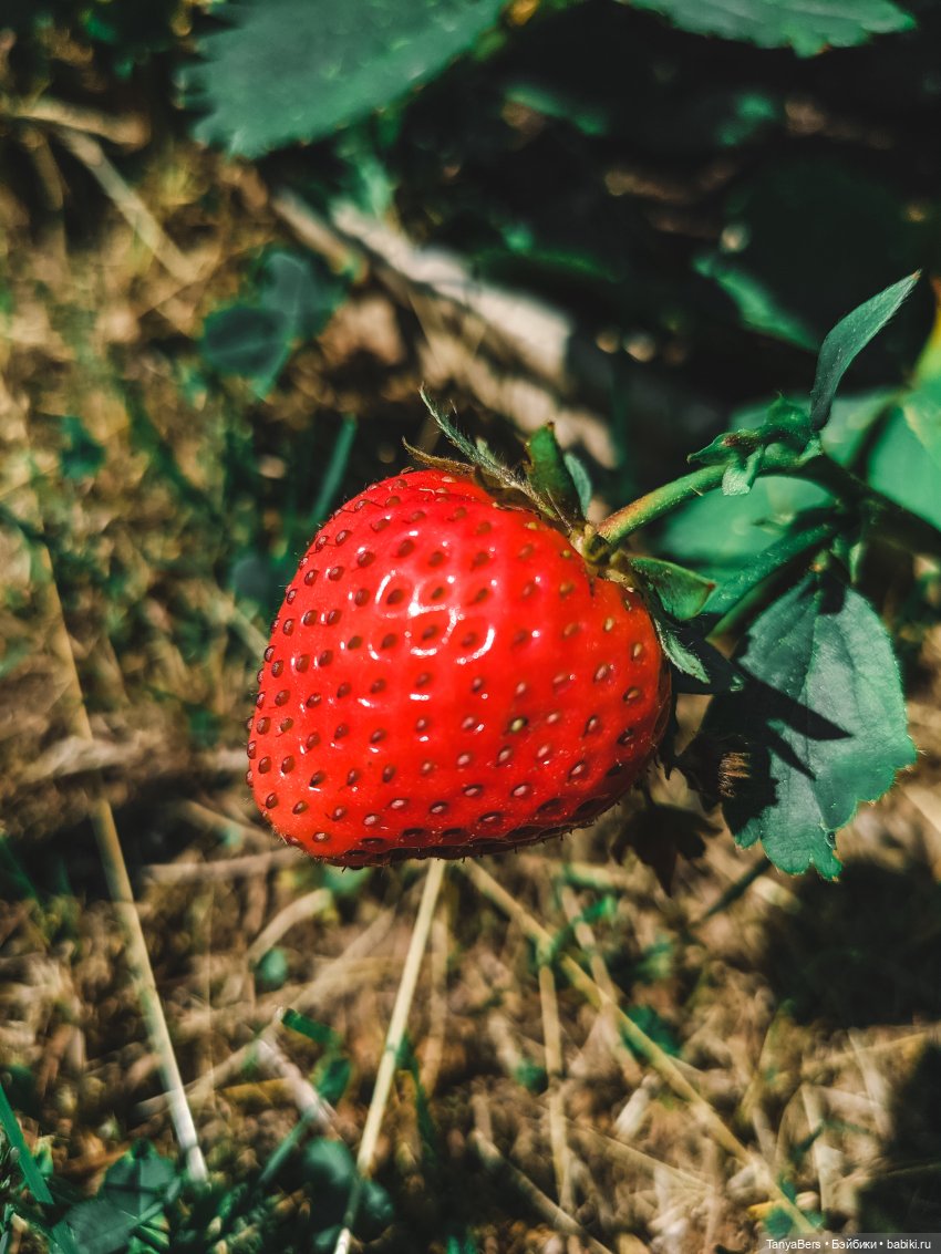 Из зимы в лето с котёнком Mui-Chan 🐾 | Бэйбики Из зимы в лето с котёнком Mui-Chan 🐾