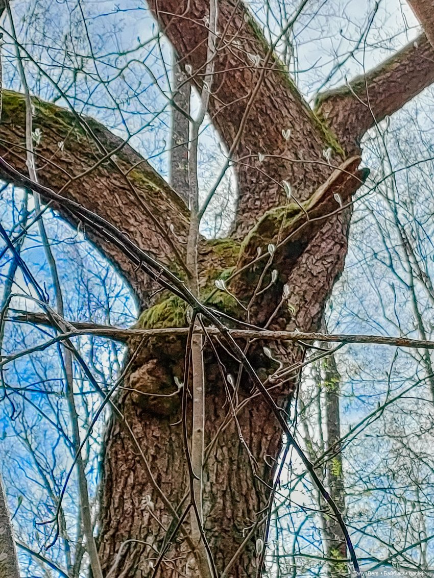 В поисках Муми-дома🏡🌳💫 — Куклы Miroxdolls (Оксана Миронова): российские БЖД