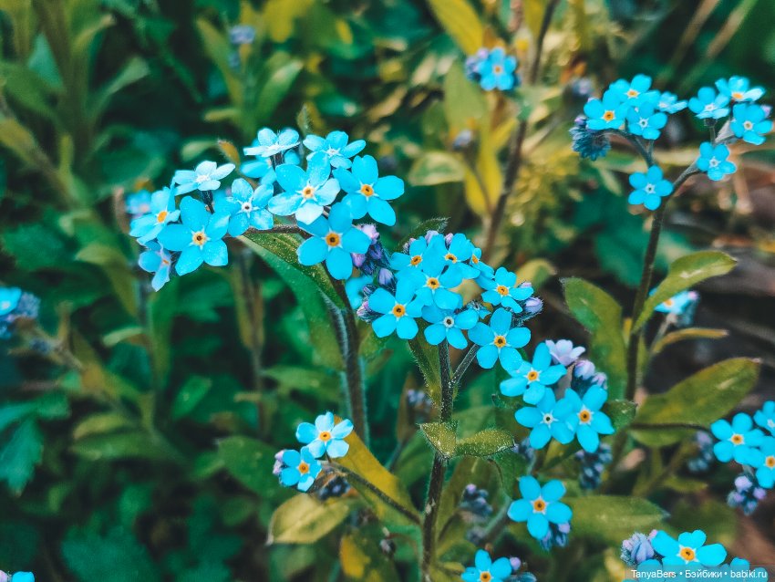 В поисках Муми-дома🏡🌳💫 — Куклы Miroxdolls (Оксана Миронова): российские БЖД