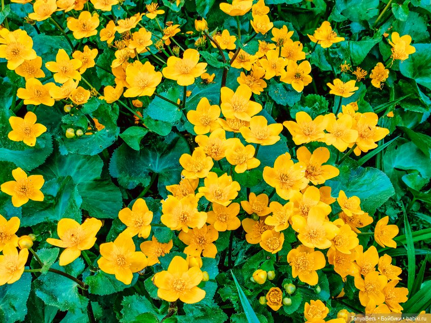 В поисках Муми-дома🏡🌳💫 — Куклы Miroxdolls (Оксана Миронова): российские БЖД