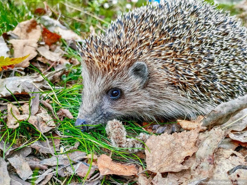 В поисках Муми-дома🏡🌳💫 — Куклы Miroxdolls (Оксана Миронова): российские БЖД