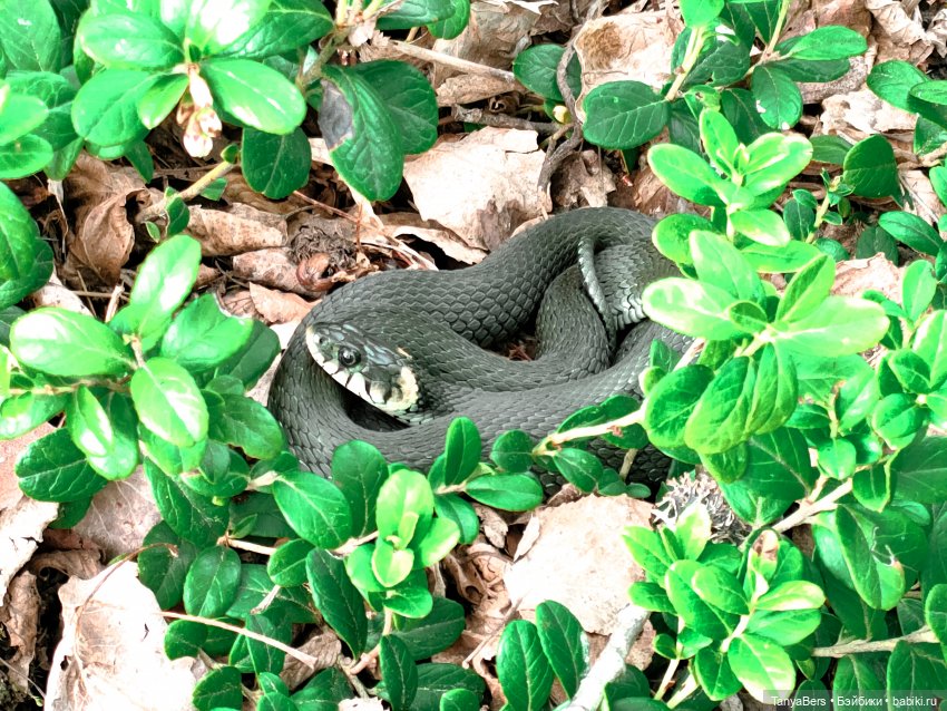 Хвостик от отпуска🌲🏞️☀️ — Азиатские виниловые куклы (разное): Китай