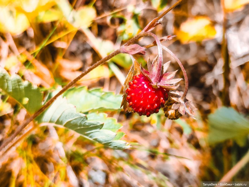 Хвостик от отпуска🌲🏞️☀️ — Азиатские виниловые куклы (разное): Китай