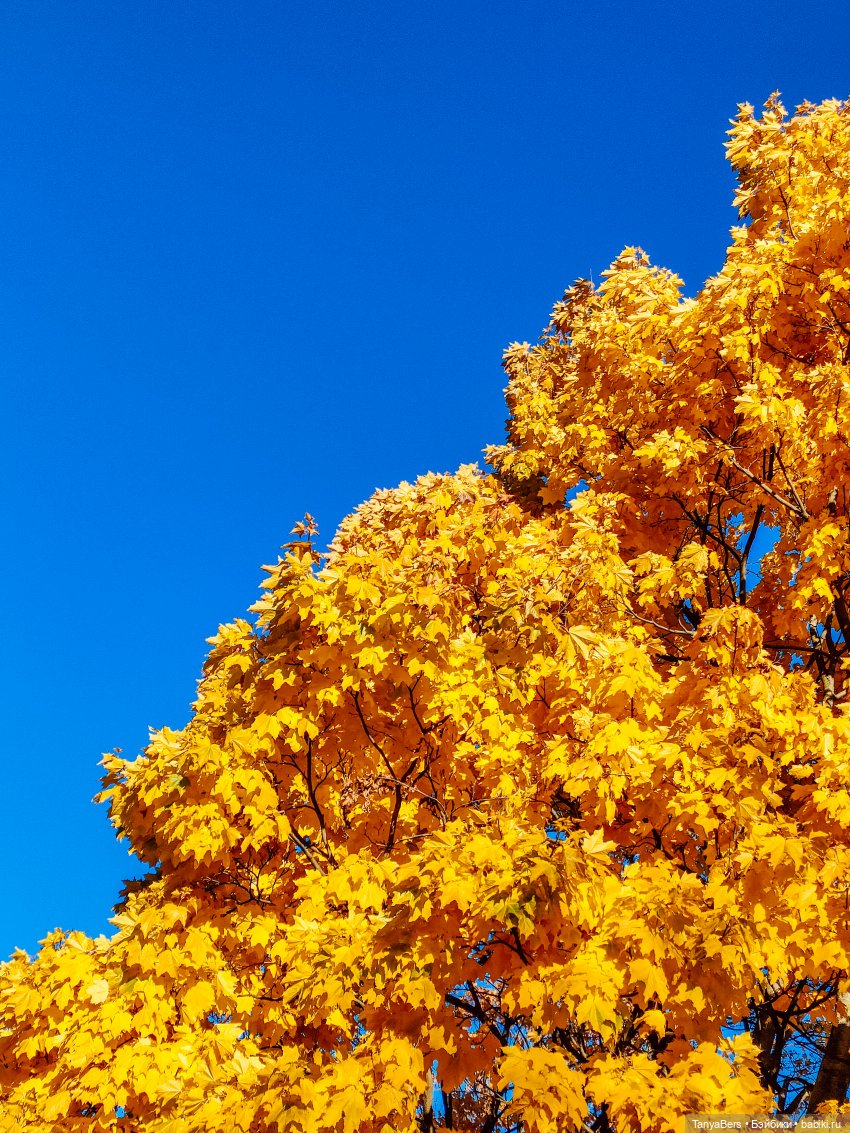 Поймать осень 🍁🍂☀️ — Гибриды шарнирных кукол (не БЖД): подбор тела