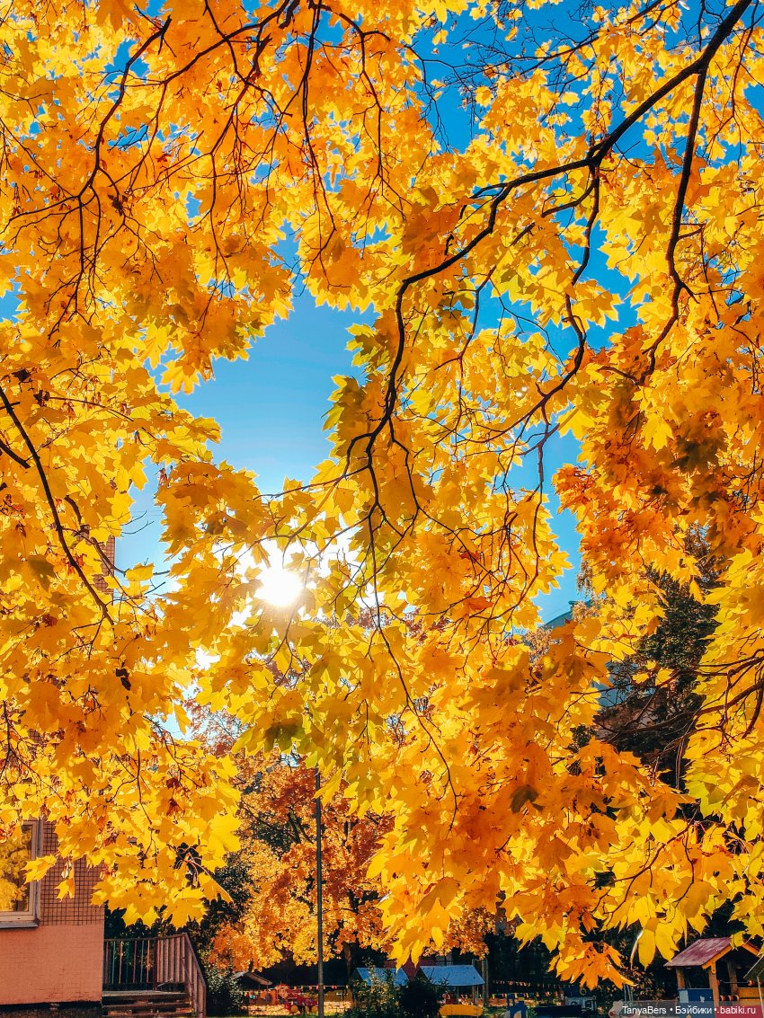 Поймать осень 🍁🍂☀️ — Гибриды шарнирных кукол (не БЖД): подбор тела (фото 3)