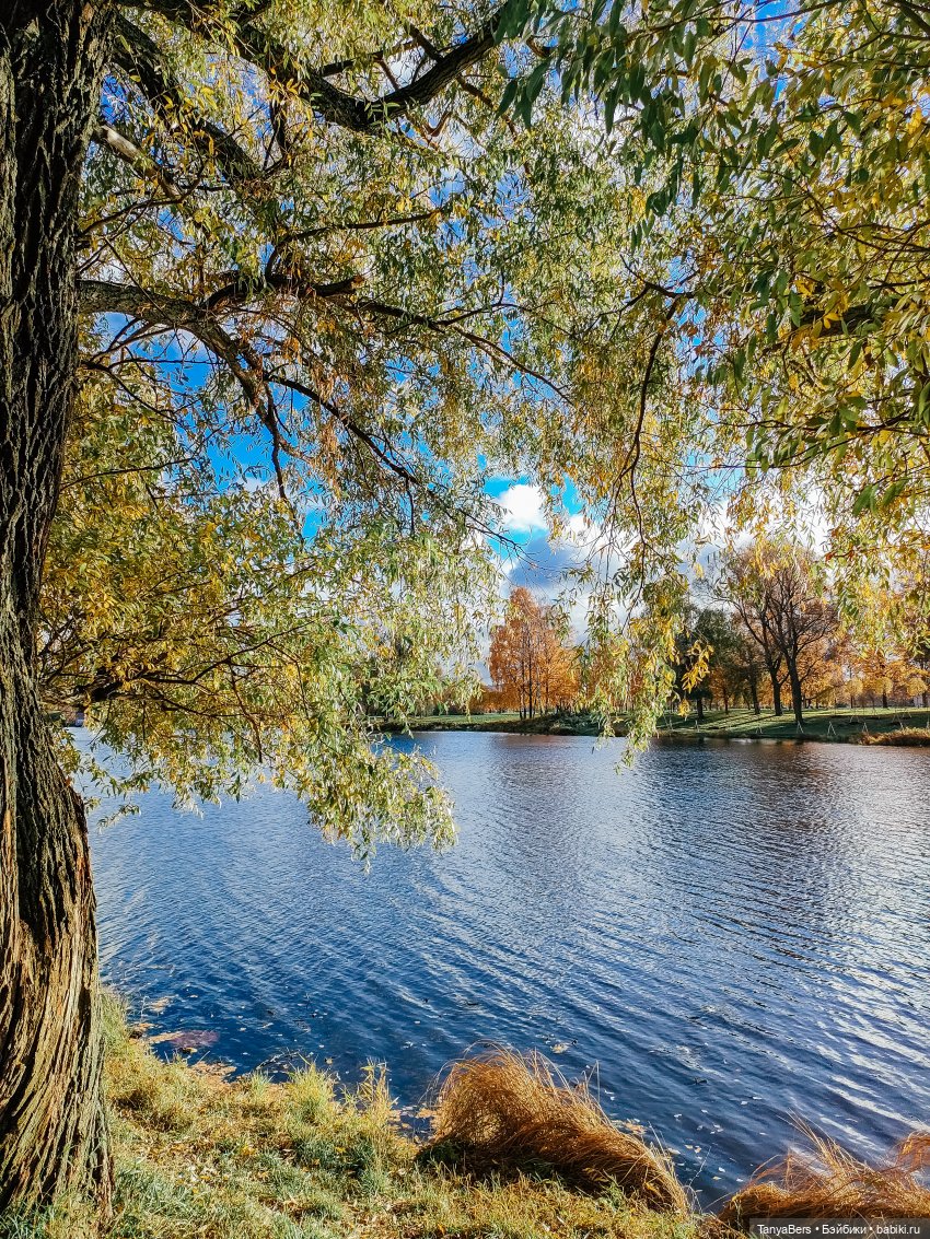 Поймать осень 🍁🍂☀️ — Гибриды шарнирных кукол (не БЖД): подбор тела (фото 7)