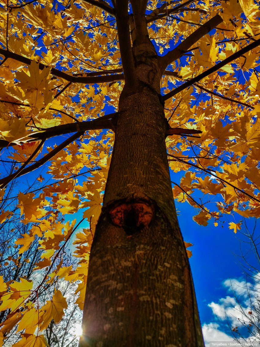 Поймать осень 🍁🍂☀️ — Гибриды шарнирных кукол (не БЖД): подбор тела (фото 9)