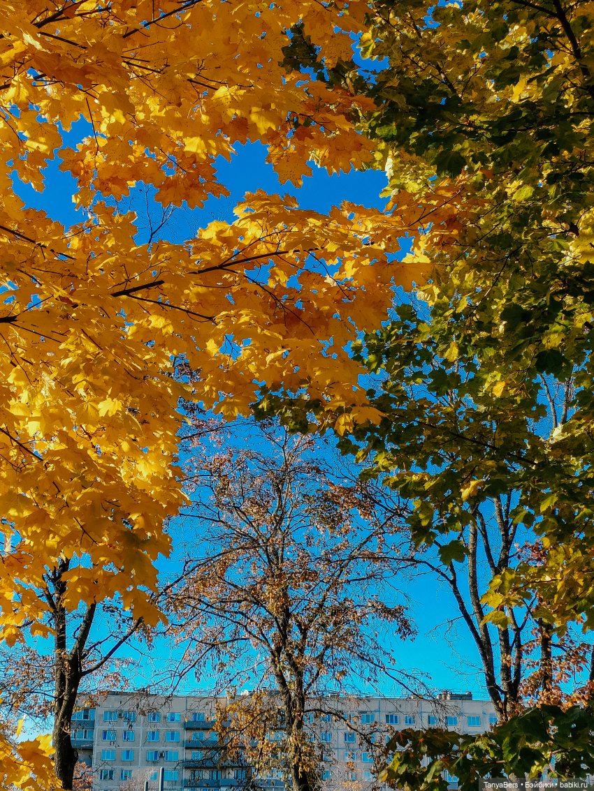 Поймать осень 🍁🍂☀️ — Гибриды шарнирных кукол (не БЖД): подбор тела (фото 2)