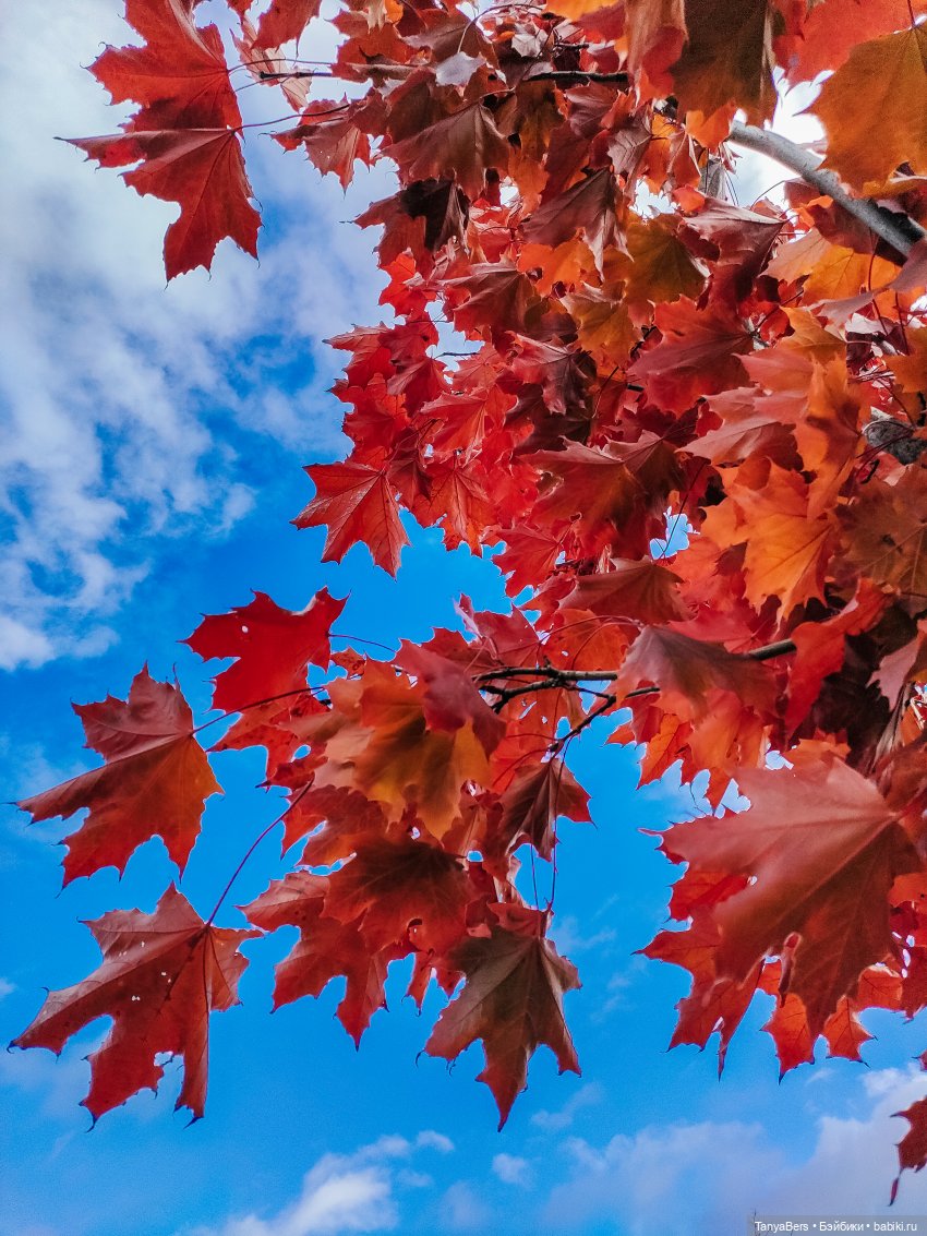 Поймать осень 🍁🍂☀️ — Гибриды шарнирных кукол (не БЖД): подбор тела