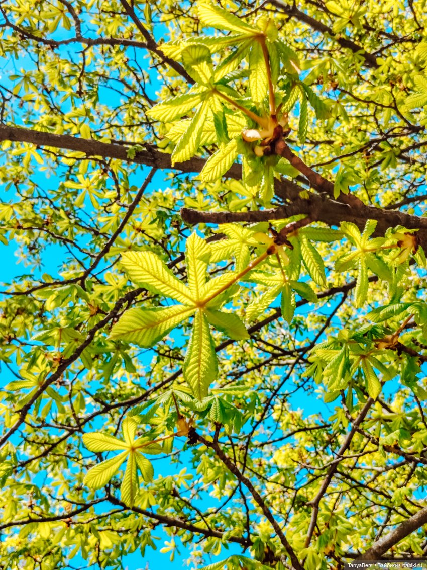 Весна на раз, два, три 🪻🌱☀️ (фото 5)