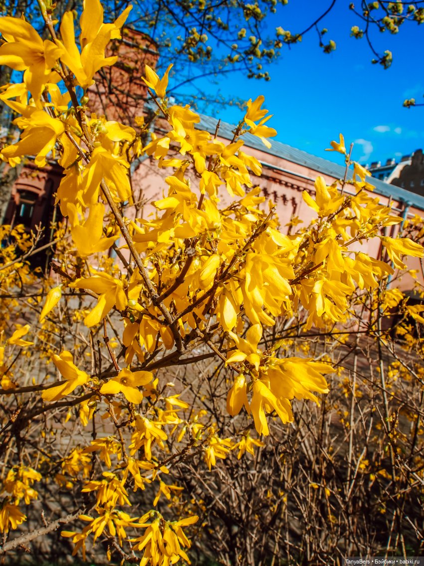 Весна на раз, два, три 🪻🌱☀️ (фото 6)