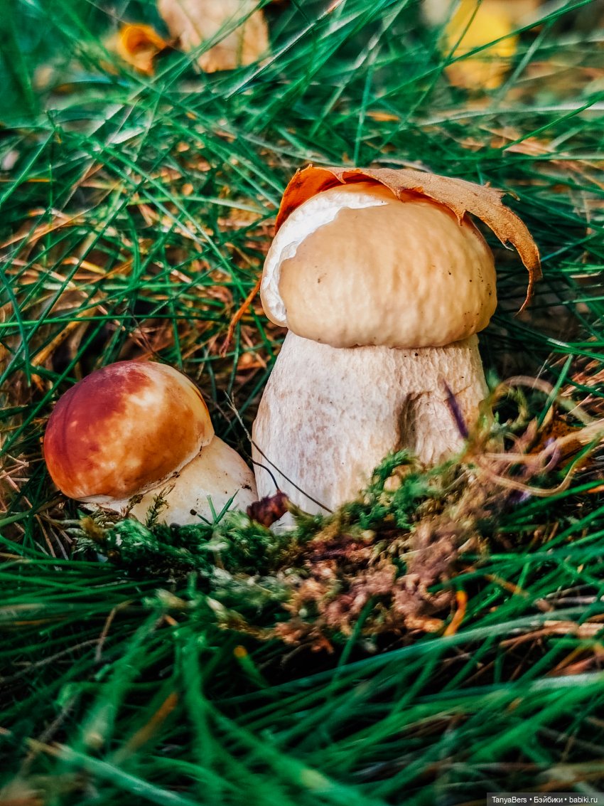 "Фото📸грибалка🍄‍🟫🍄🌲" — Куклы Momoko и Ruruko (Petworks (фото 10)