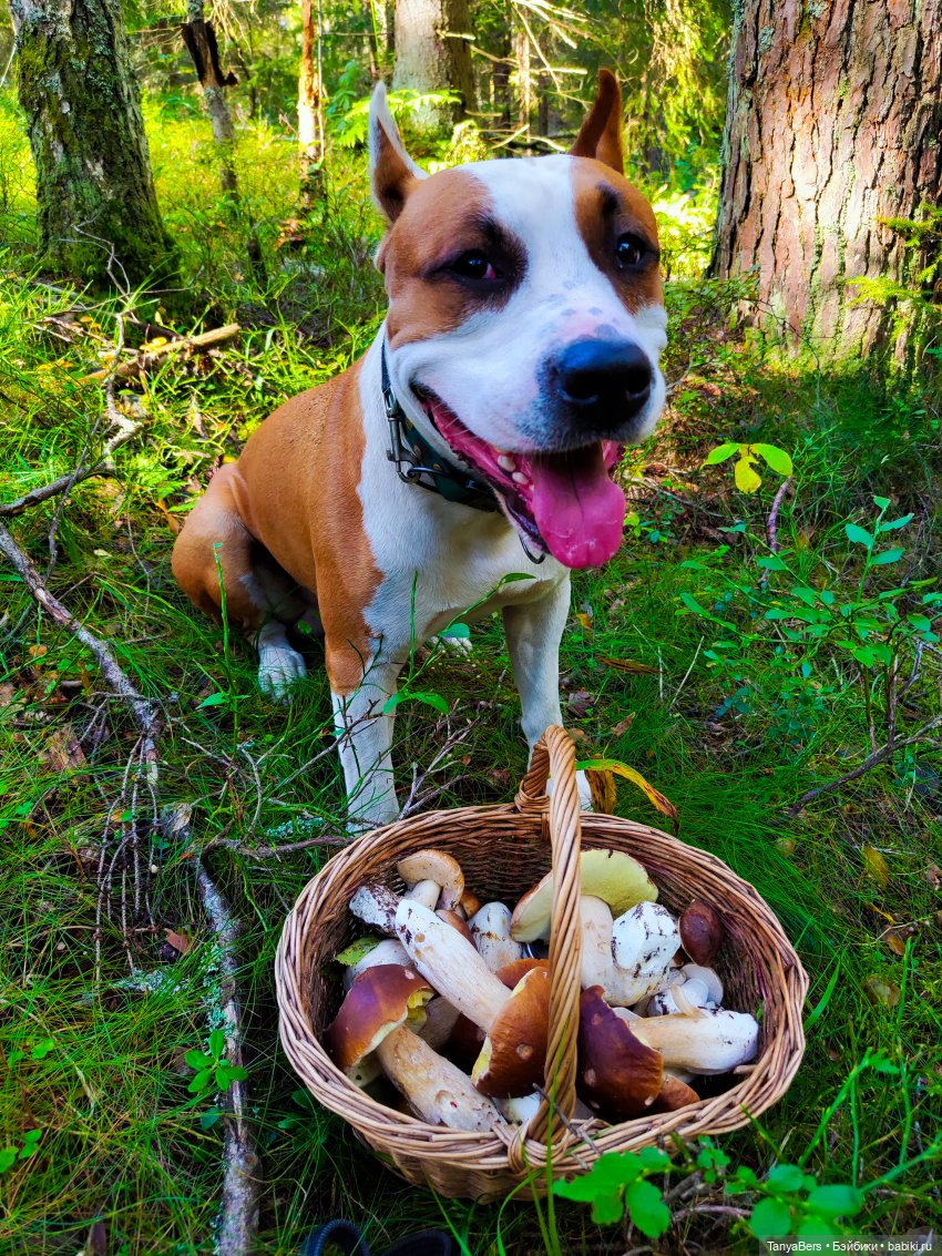 "Фото📸грибалка🍄‍🟫🍄🌲" — Куклы Momoko и Ruruko (Petworks