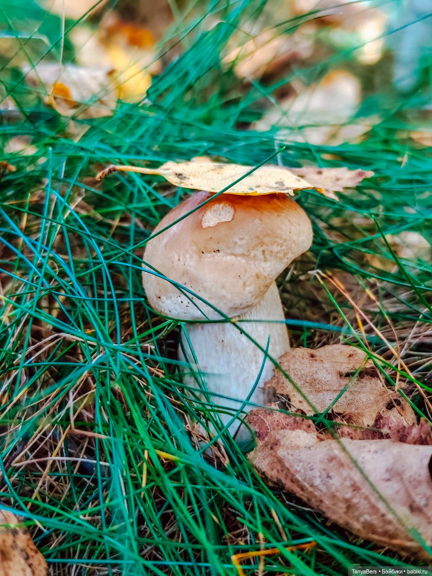 "Фото📸грибалка🍄‍🟫🍄🌲" — Куклы Momoko и Ruruko (Petworks (фото 9)