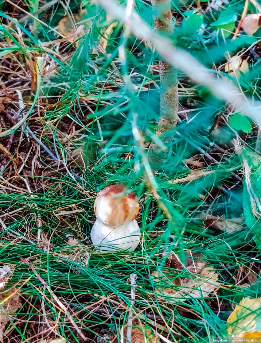 "Фото📸грибалка🍄‍🟫🍄🌲" — Куклы Momoko и Ruruko (Petworks