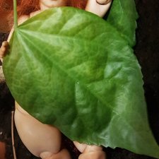 Женская красота бывает разной