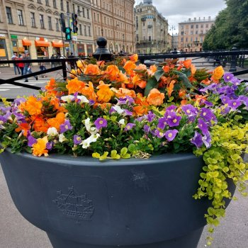 Луна на Садовой