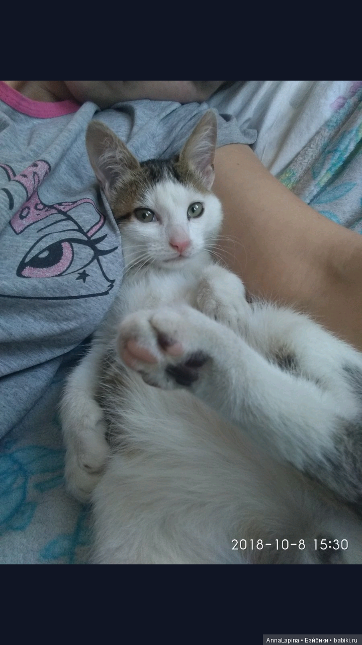 А мы нашли котенка — Болталка и разговоры обо всем: жизнь (фото 3)