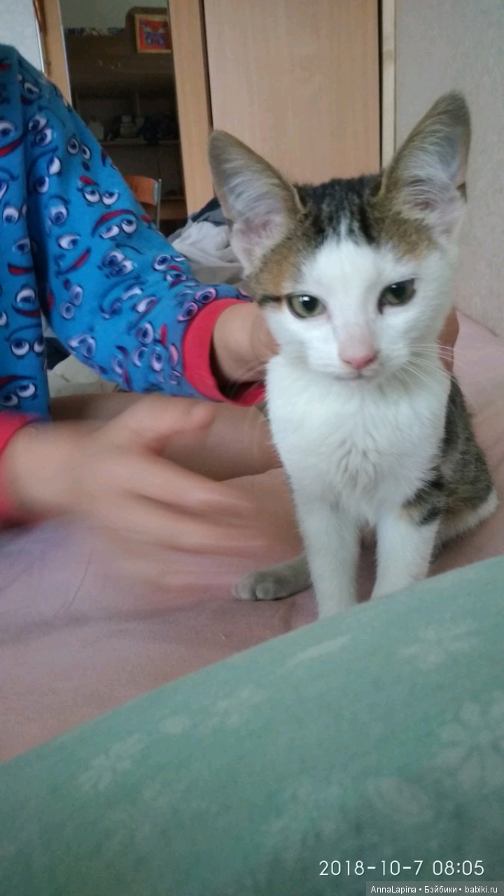 А мы нашли котенка — Болталка и разговоры обо всем: жизнь (фото 4)