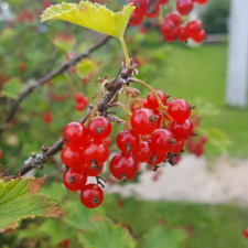 Хочу мира , жвачки и настоящей дружбы .