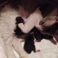 А у нас теперь котята