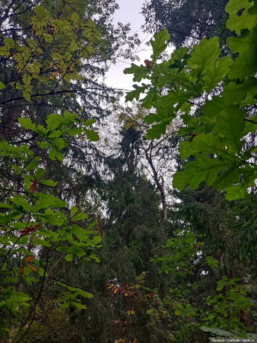 Лекарь. Глава 61. Ведунья