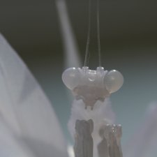 Нежный хищник