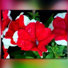 Цветочки. Даун-таун: гуляю, но кукол не беру