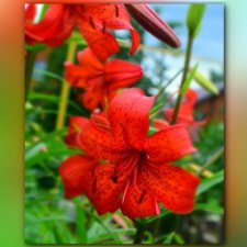 Сопутствующее куклам увлечение