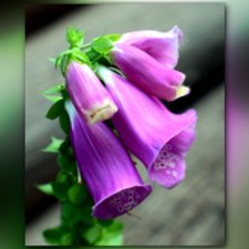 Сопутствующее куклам увлечение. 27.07.2019