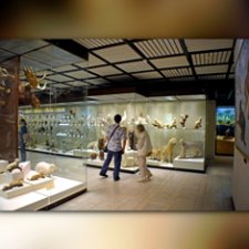 Дарвиновский музей, Москва