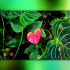 Аптекарский огород (Москва) теперь вот и моими глазами