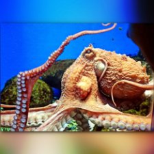 Сопутствующее куклам увлечение. Фото из Москвариума и ВДНХ (5 августа 2019)