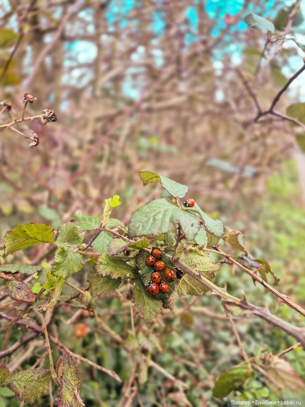 Пенелопа решает путешествовать: поездка четыре (фото 7)