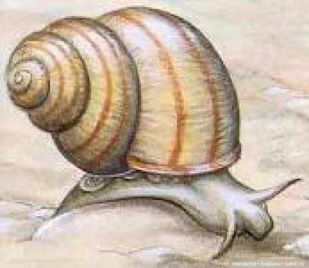 Другие наши хобби — Другие хобби и увлечения: сад (фото 4)