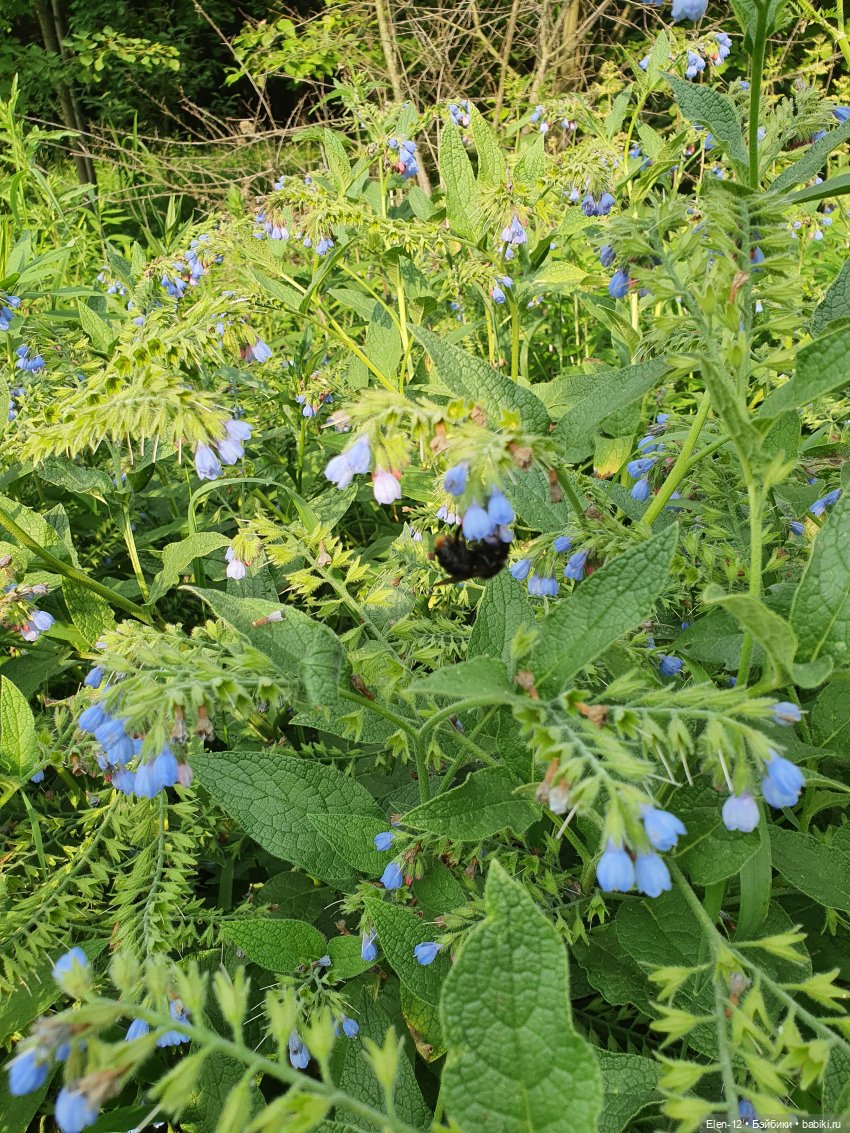 Прогулка по лесу | Бэйбики Прогулка по лесу — Куклы Ruby Red (Руби Ред) Fashion Friends: Siblies