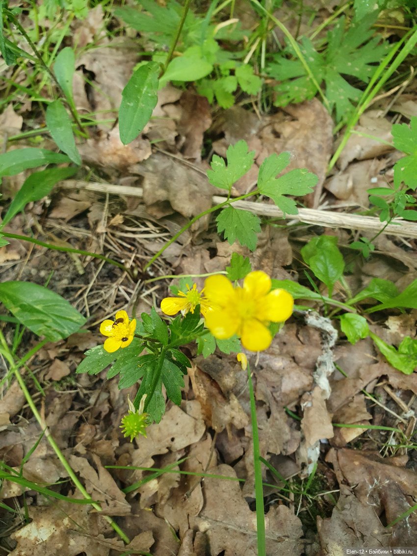 Прогулка по лесу | Бэйбики Прогулка по лесу — Куклы Ruby Red (Руби Ред) Fashion Friends: Siblies