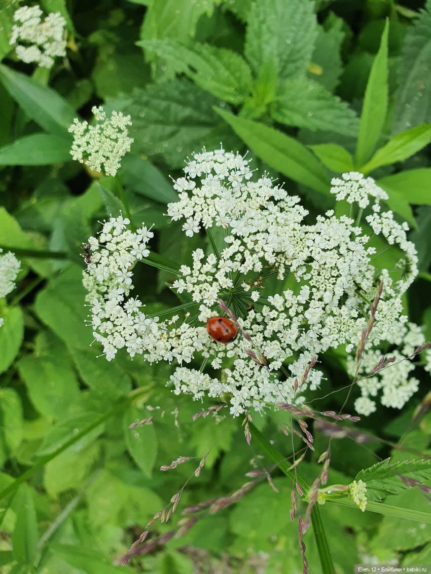 Прогулка по лесу | Бэйбики Прогулка по лесу — Куклы Ruby Red (Руби Ред) Fashion Friends: Siblies