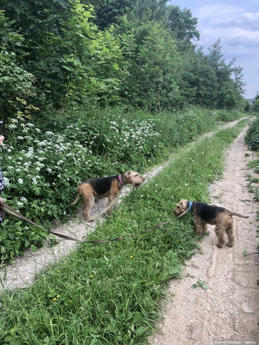 нагулялись нагулялись