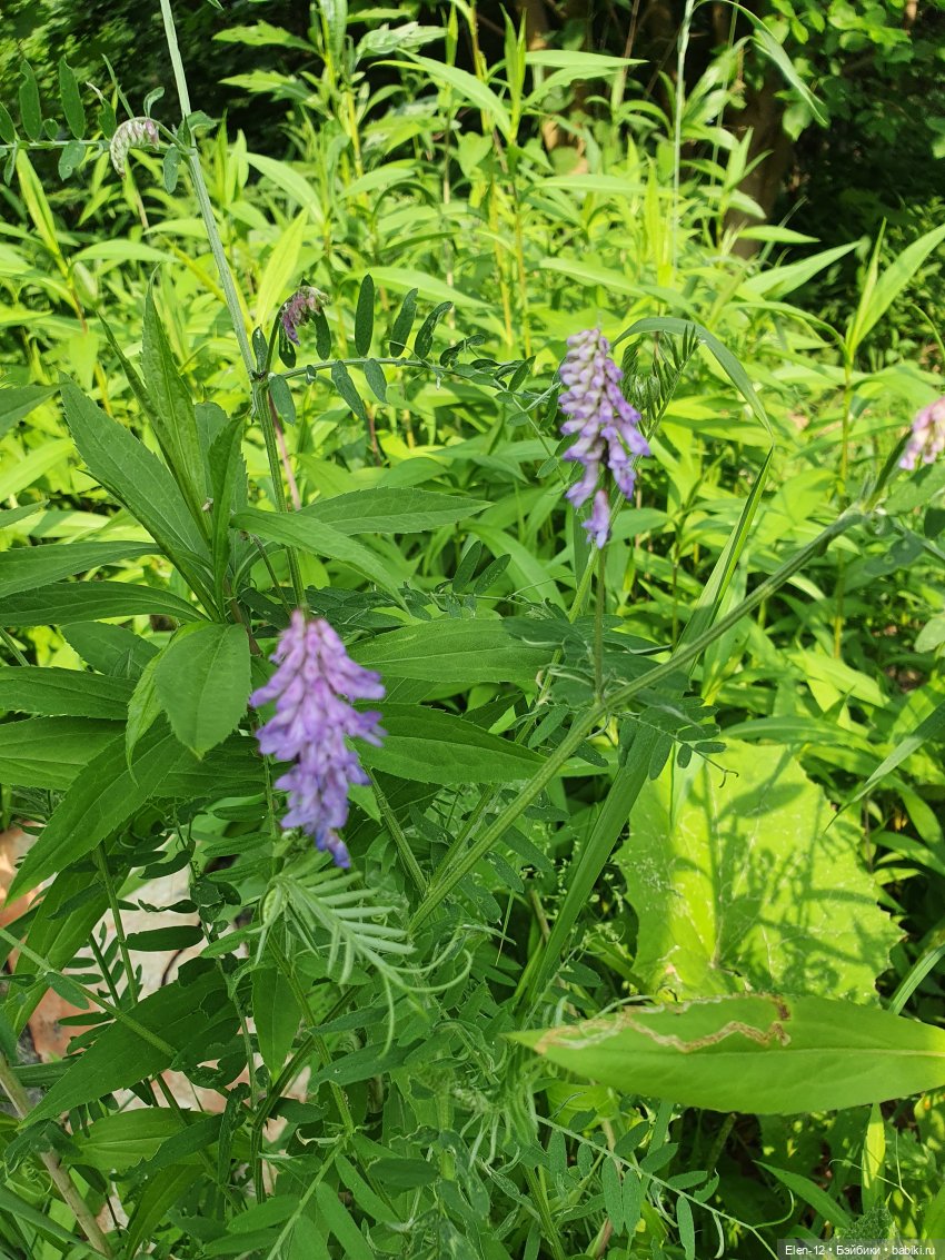 Прогулка по лесу | Бэйбики Прогулка по лесу — Куклы Ruby Red (Руби Ред) Fashion Friends: Siblies