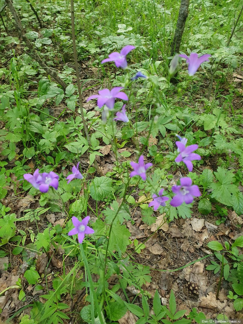 Прогулка по лесу | Бэйбики Прогулка по лесу — Куклы Ruby Red (Руби Ред) Fashion Friends: Siblies (фото 9)
