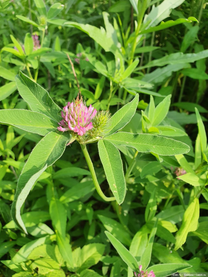 Прогулка по лесу | Бэйбики Прогулка по лесу — Куклы Ruby Red (Руби Ред) Fashion Friends: Siblies