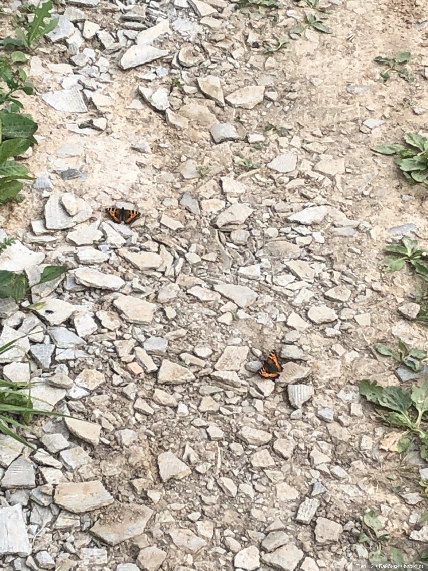 Прогулка по лесу — Куклы Ruby Red (Руби Ред) Fashion Friends: Siblies