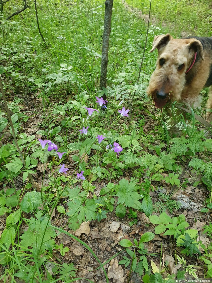 Прогулка по лесу | Бэйбики Прогулка по лесу — Куклы Ruby Red (Руби Ред) Fashion Friends: Siblies (фото 10)