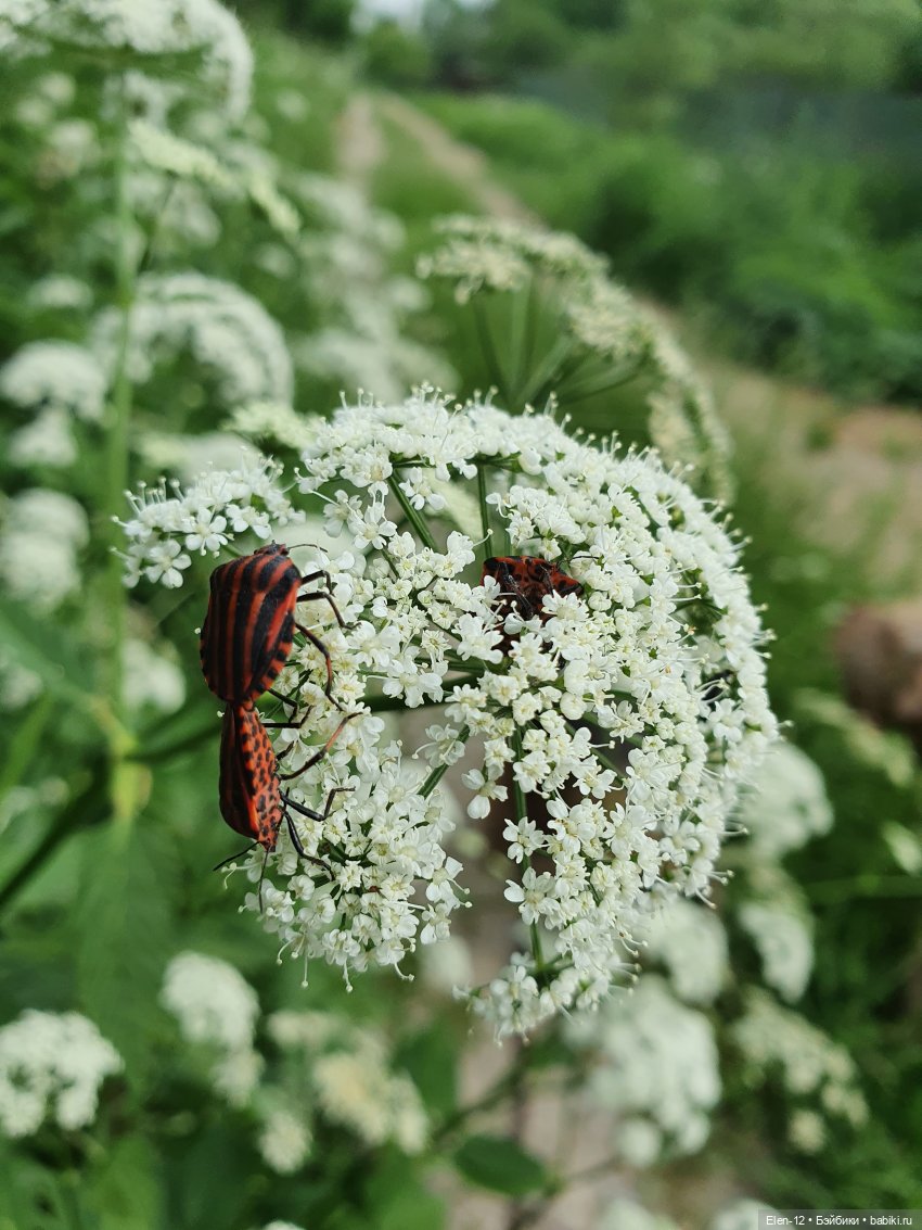 Прогулка по лесу | Бэйбики Прогулка по лесу — Куклы Ruby Red (Руби Ред) Fashion Friends: Siblies