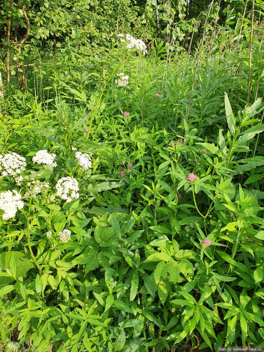 Прогулка по лесу | Бэйбики Прогулка по лесу — Куклы Ruby Red (Руби Ред) Fashion Friends: Siblies