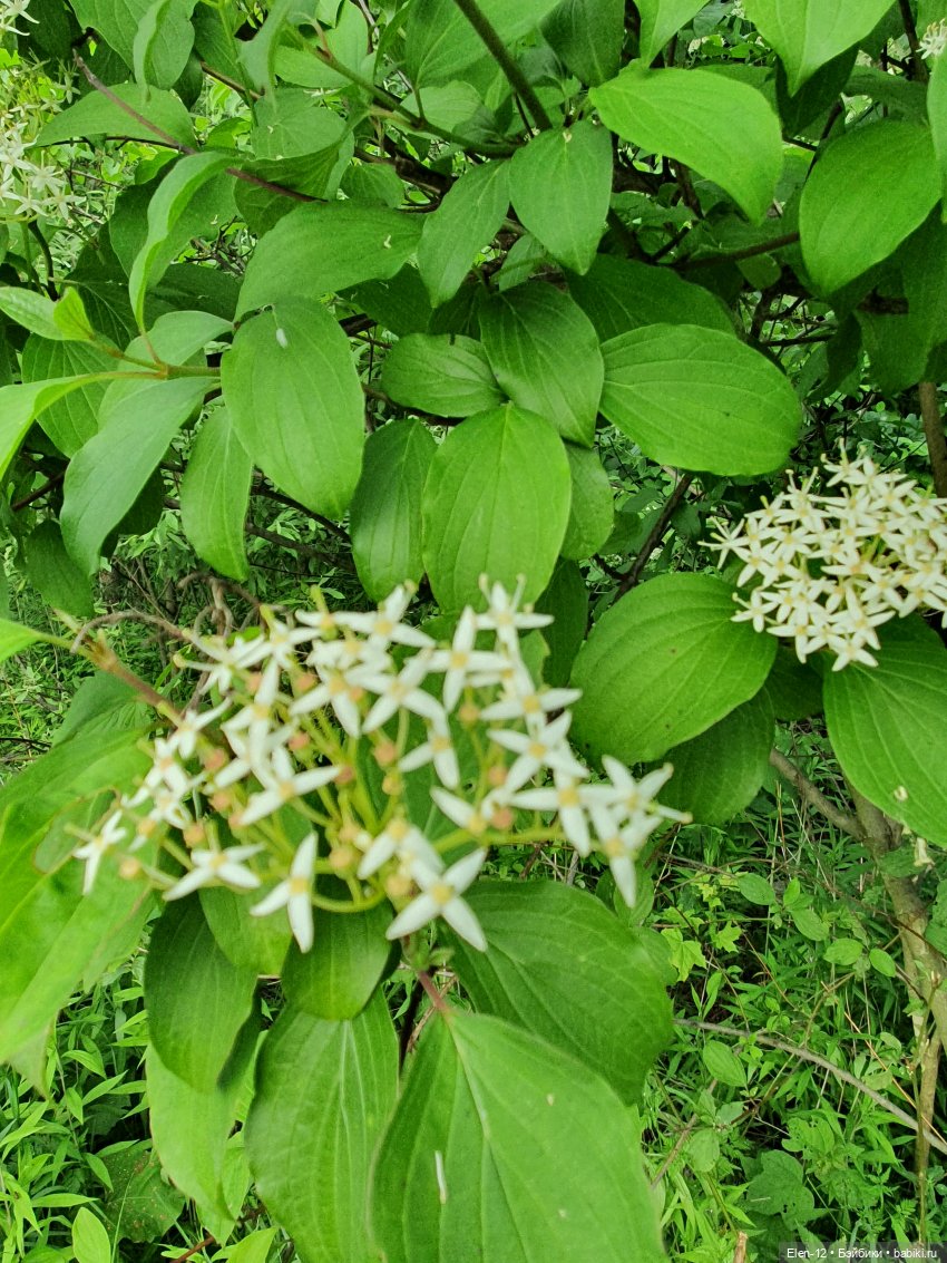 Прогулка по лесу | Бэйбики Прогулка по лесу — Куклы Ruby Red (Руби Ред) Fashion Friends: Siblies