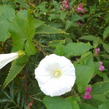 Гостья из детства