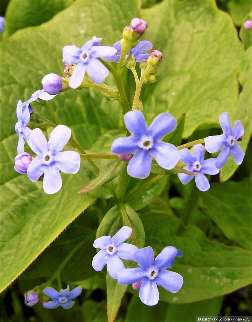 Незабудки — Разные шарнирные куклы (не БЖД): редкие (фото 3)